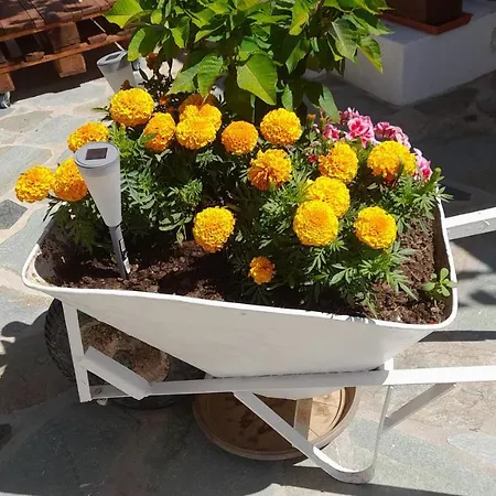 Asteria House Animborio